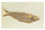 Detailed Fossil Fish (Knightia) - Wyoming #373683-1